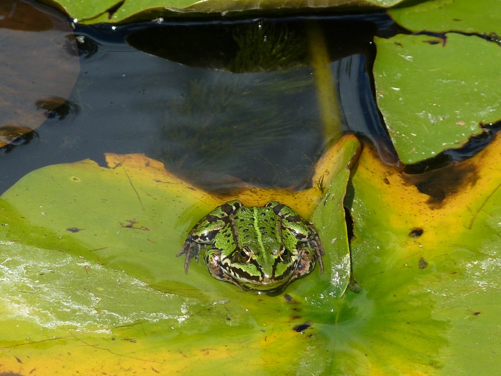 Frosch